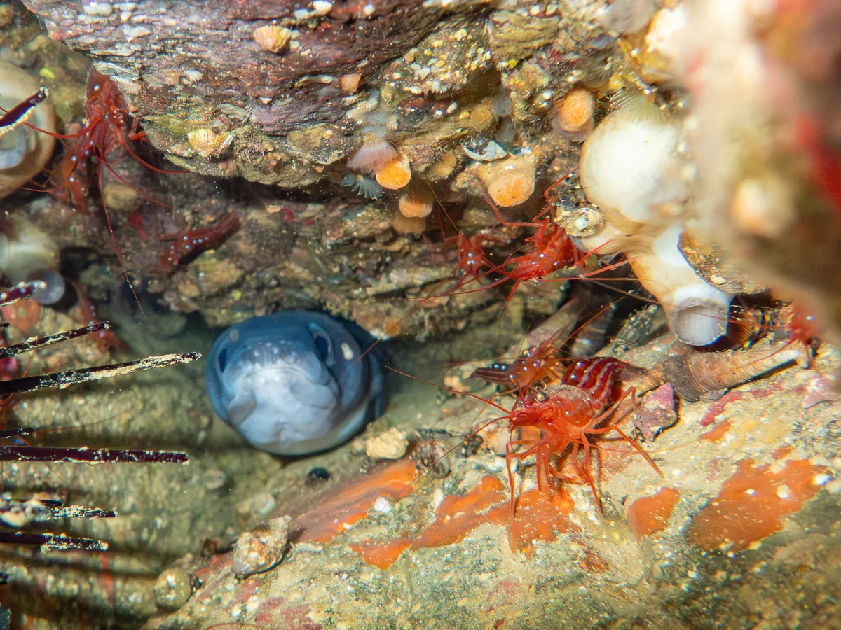 Miniatura: Lysmata (Lysmata spp.)