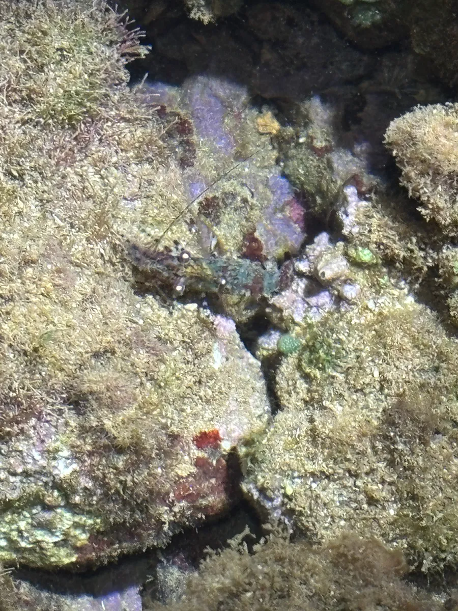Miniatura: Saron (Saron spp.)