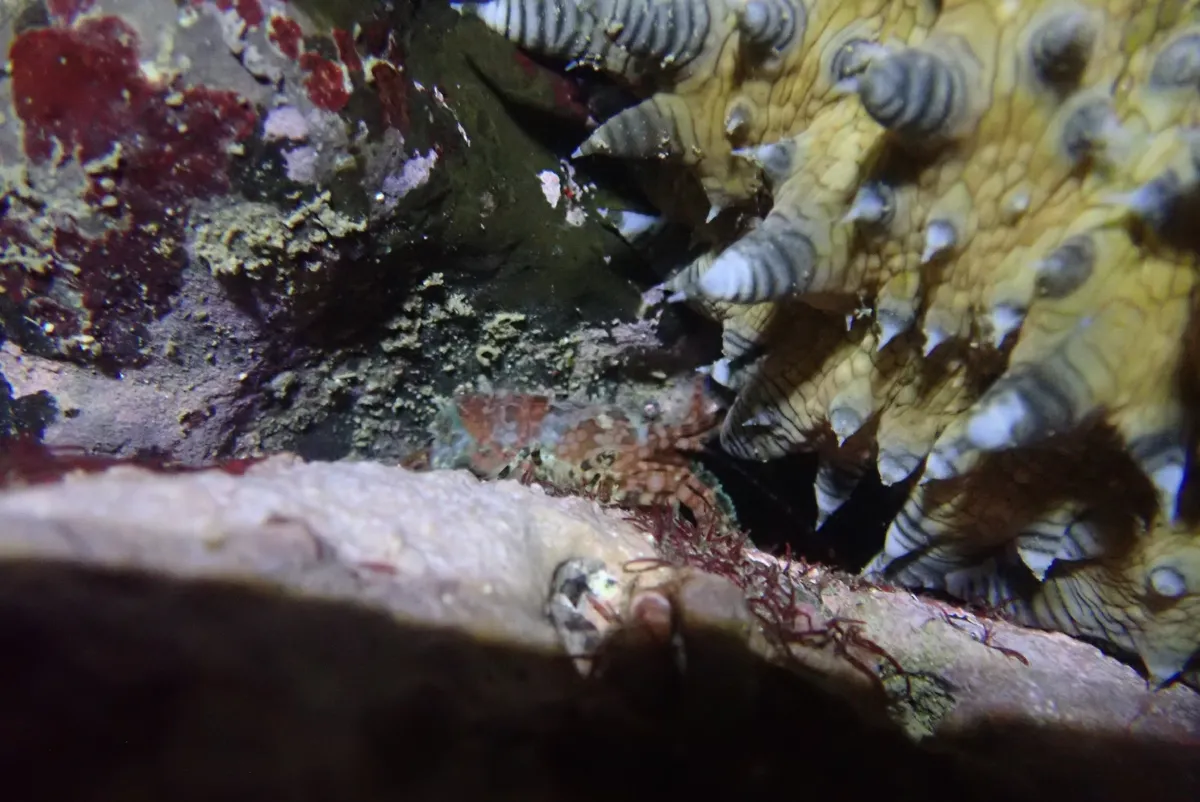 Miniatura: Saron (Saron spp.)