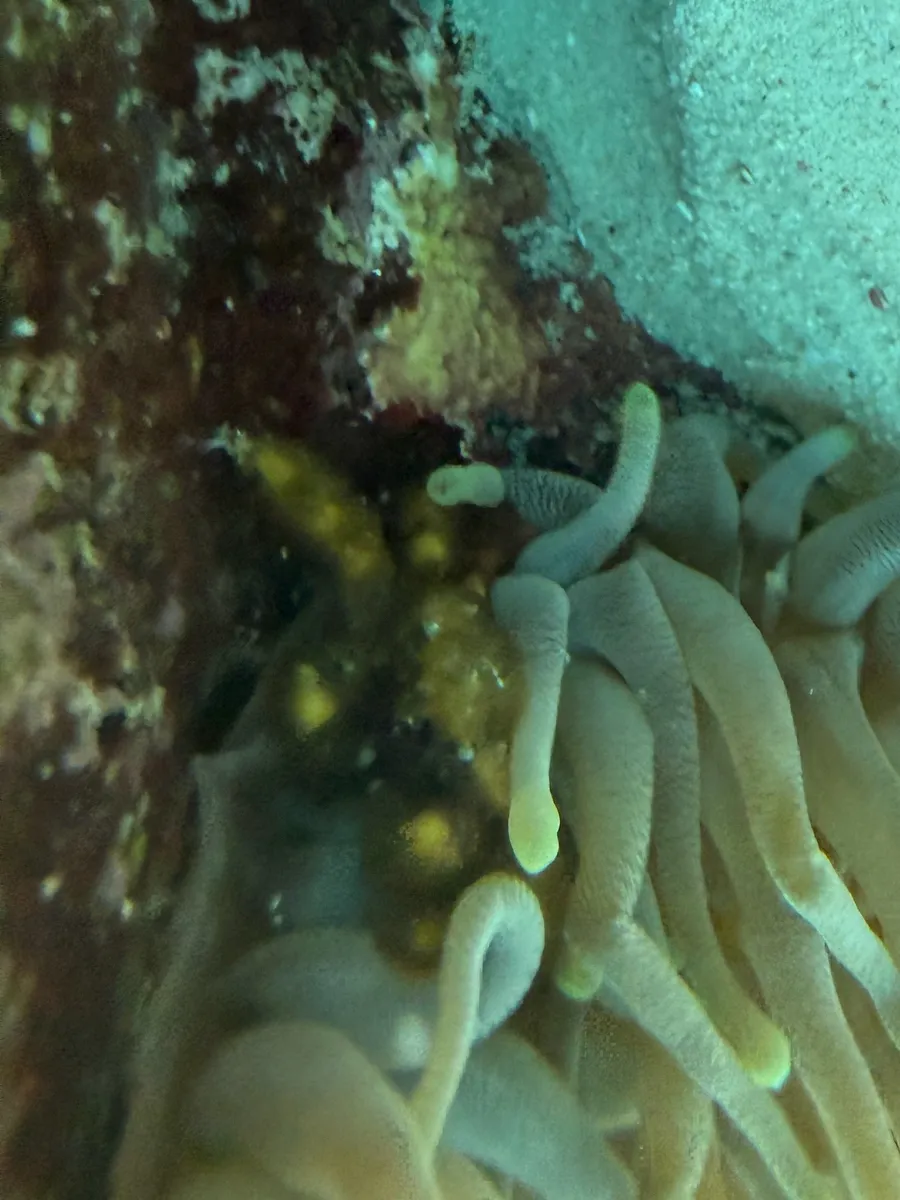Miniatura: Mithraculus (Mithraculus sculptus)