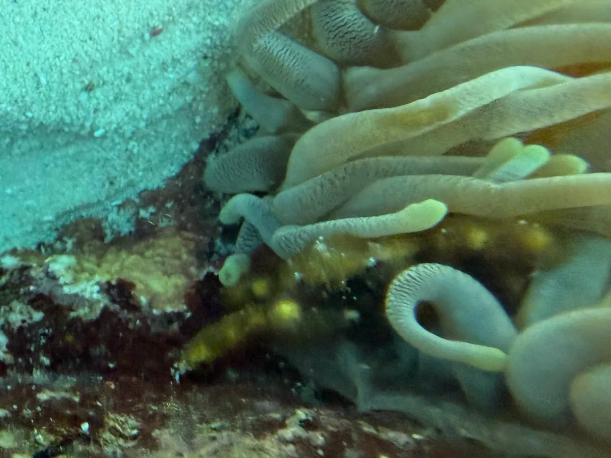 Miniatura: Mithraculus (Mithraculus sculptus)
