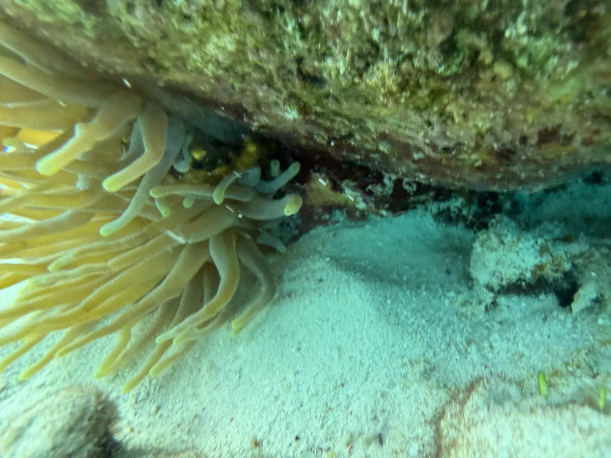 Miniatura: Mithraculus (Mithraculus sculptus)