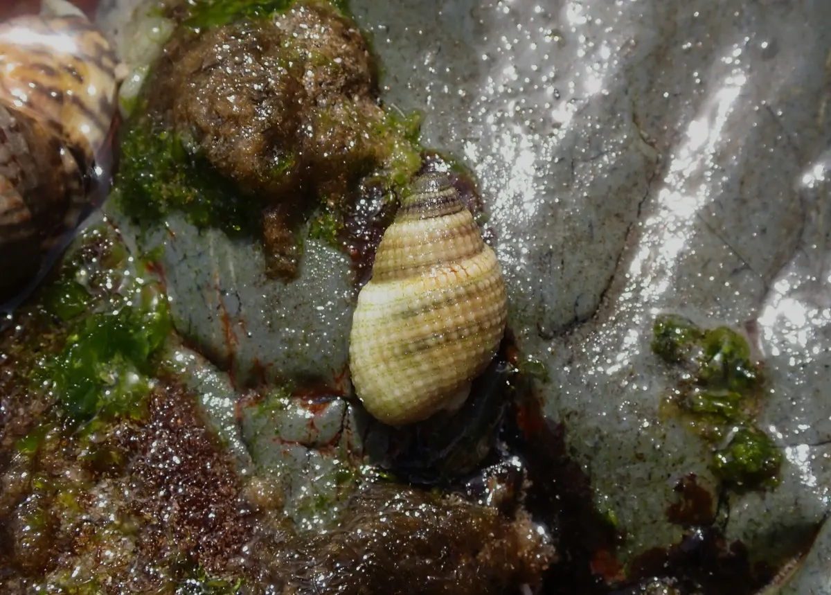 Nassaridi (Lumache spazzine)