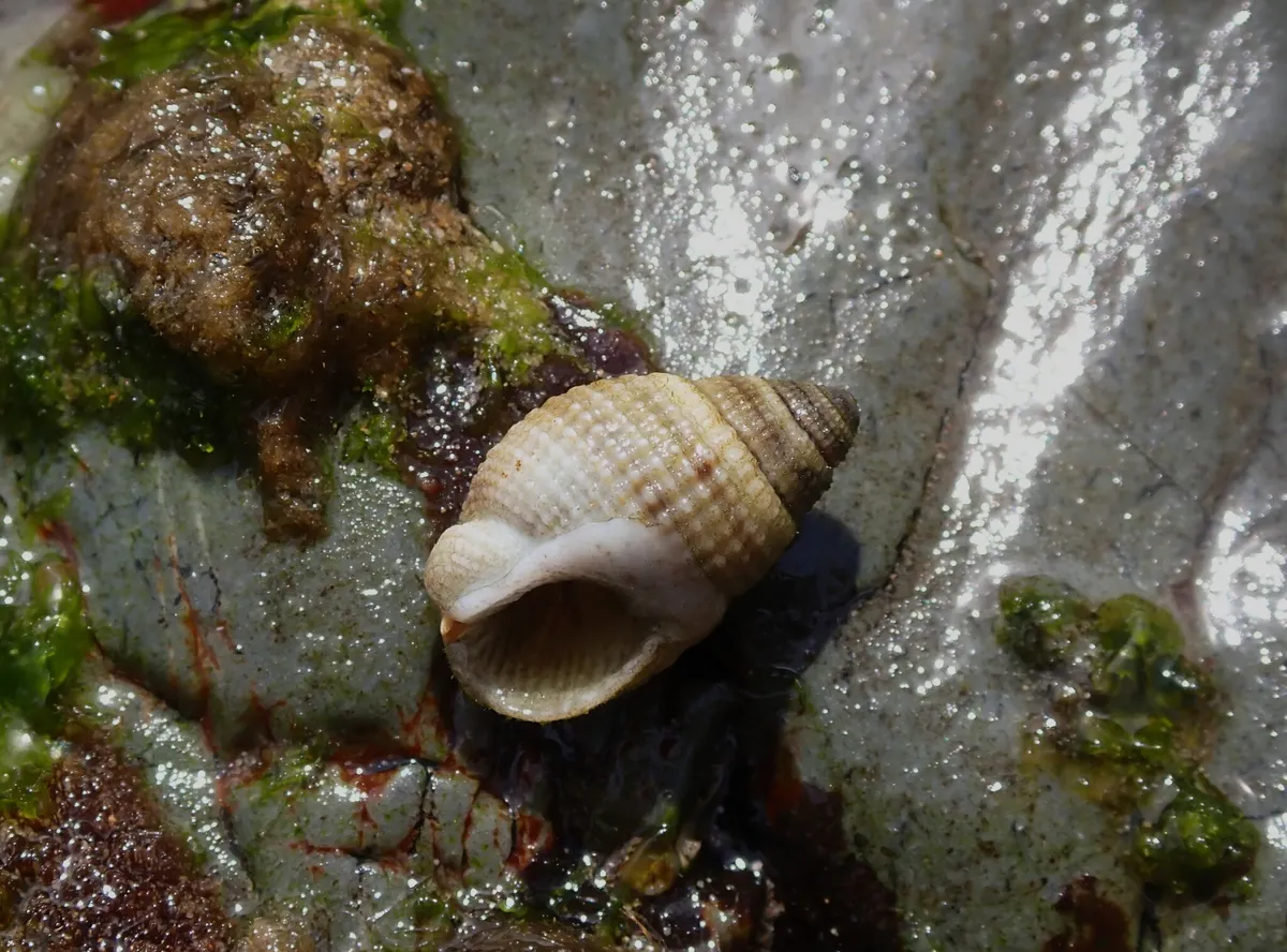 Miniatura: Nassarius (Nassarius spp.)