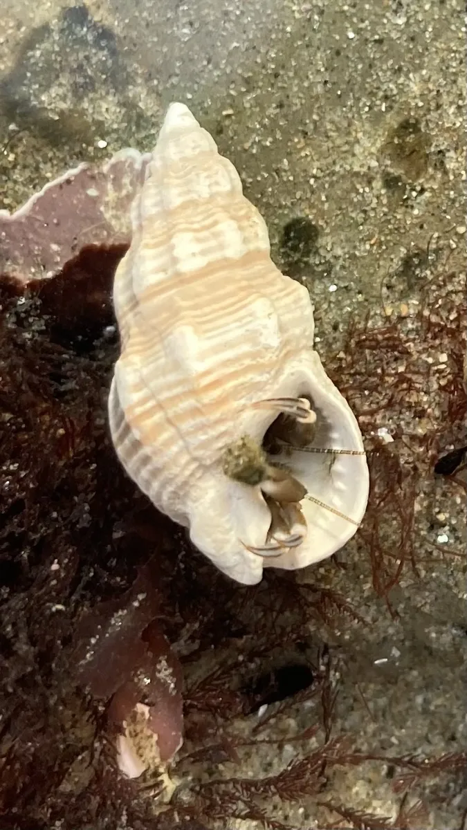 Miniatura: Nassarius (Nassarius spp.)