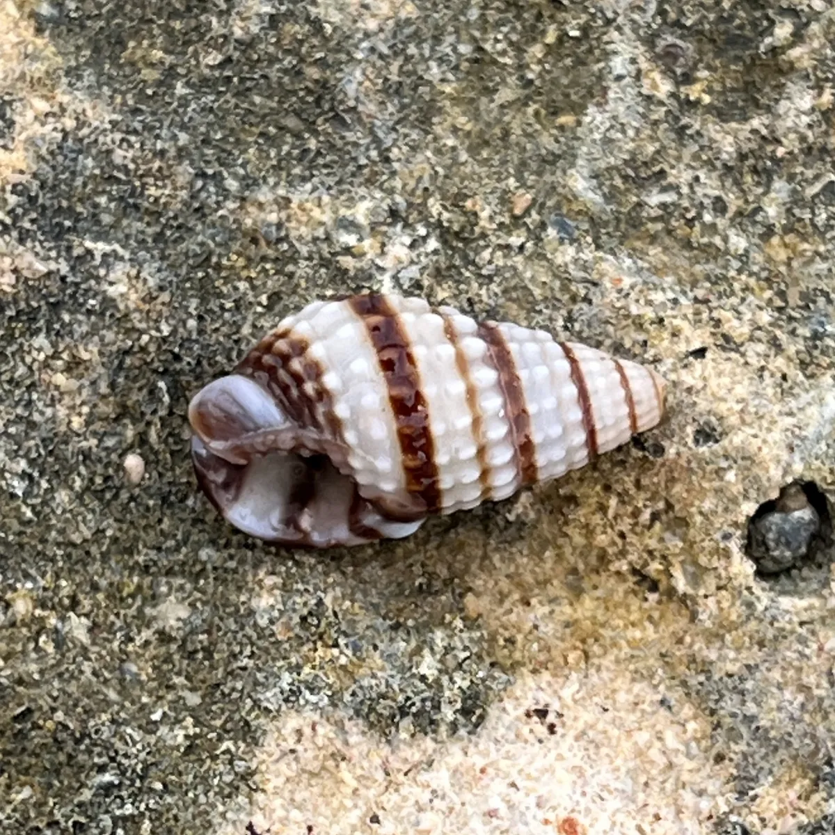 Miniatura: Nassarius (Nassarius spp.)