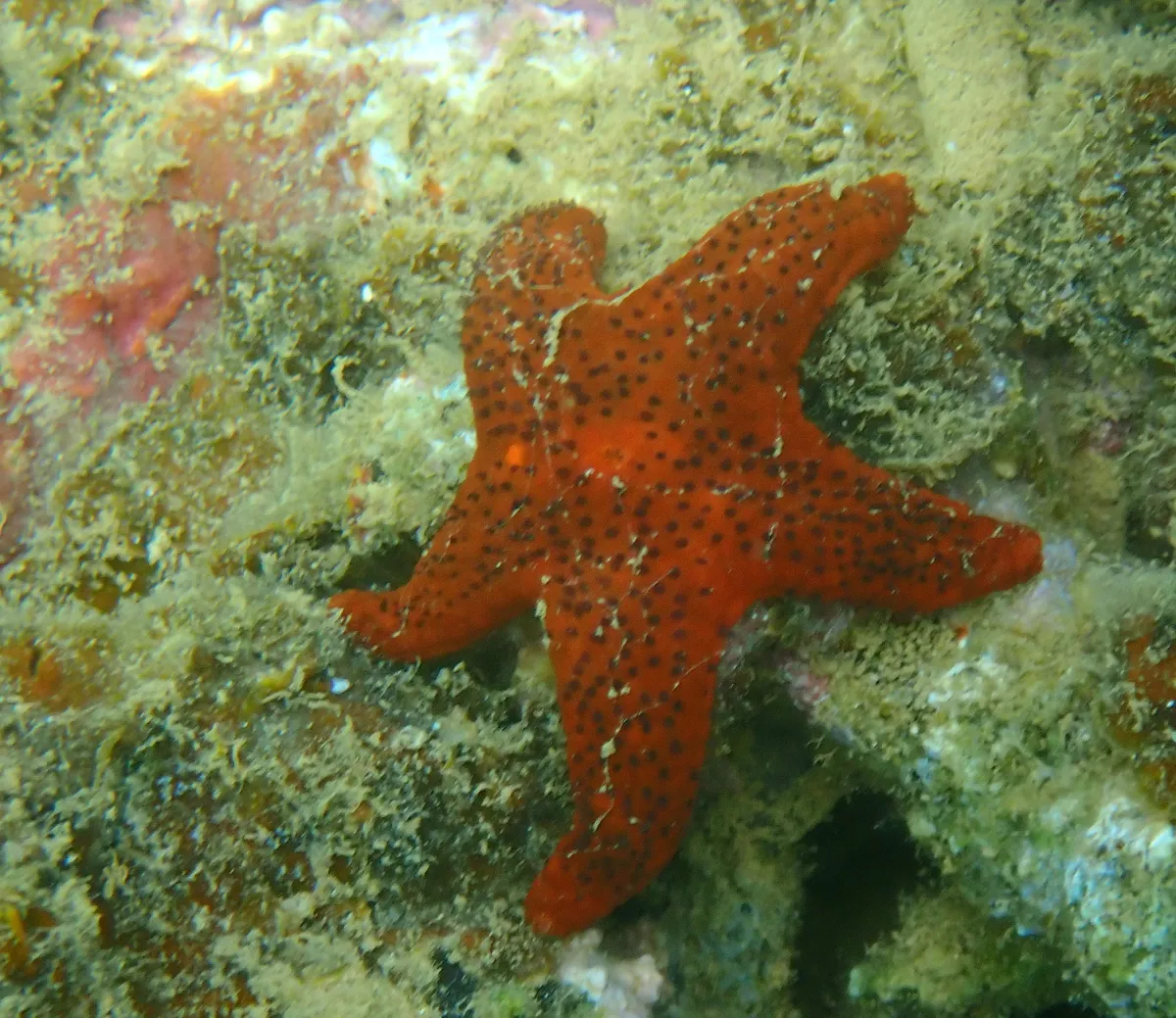 Ofidiasteridi (Stelle marine)
