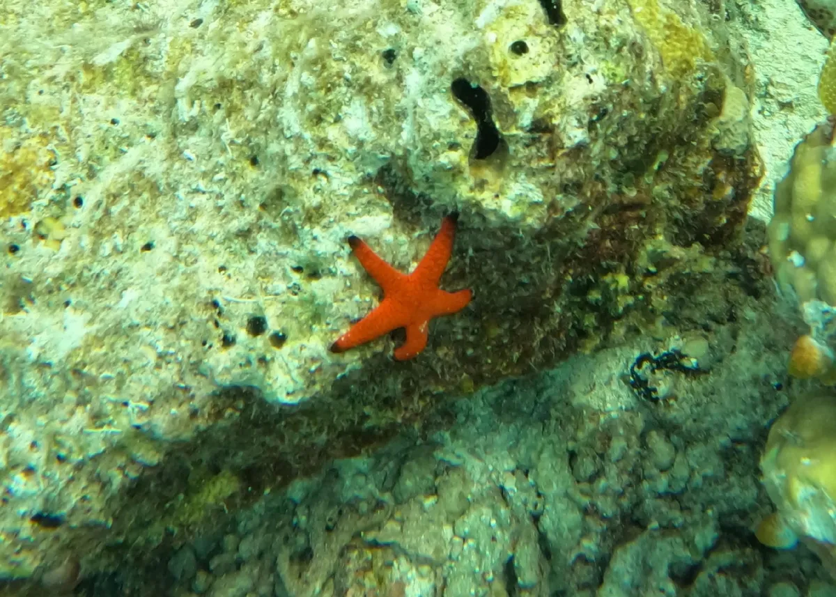 Miniatura: Fromia (Fromia spp. (F. milleporella, F. indica))