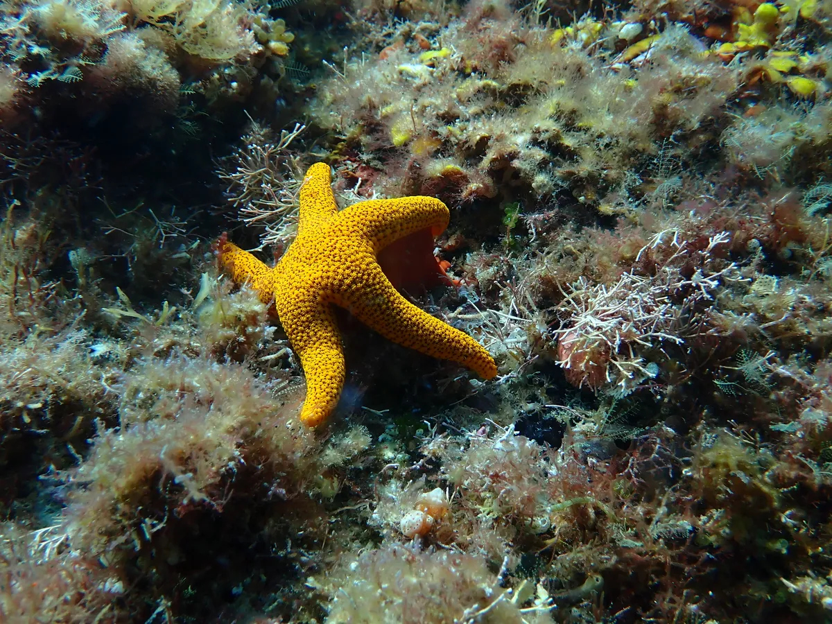 Miniatura: Fromia (Fromia spp. (F. milleporella, F. indica))