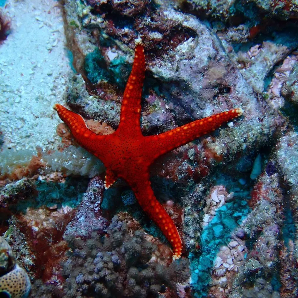 Miniatura: Fromia (Fromia spp. (F. milleporella, F. indica))