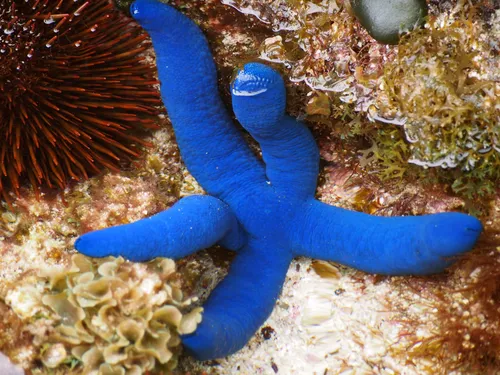 Linckia (Linckia spp. (L. laevigata))