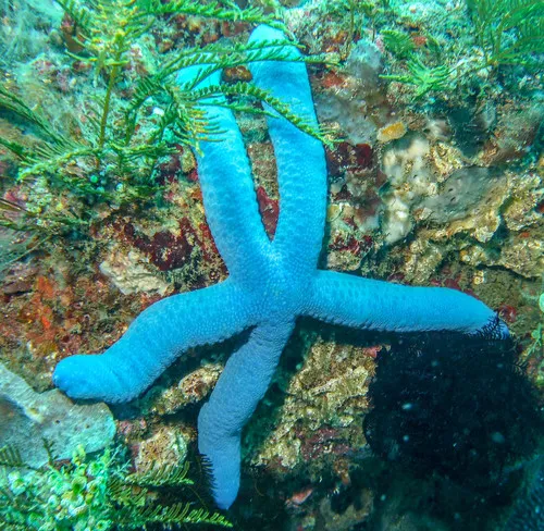 Miniatura: Linckia (Linckia spp. (L. laevigata))