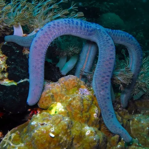 Miniatura: Linckia (Linckia spp. (L. laevigata))