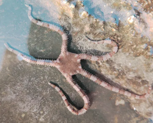 Ofiodermatidi (Stelle serpentine)