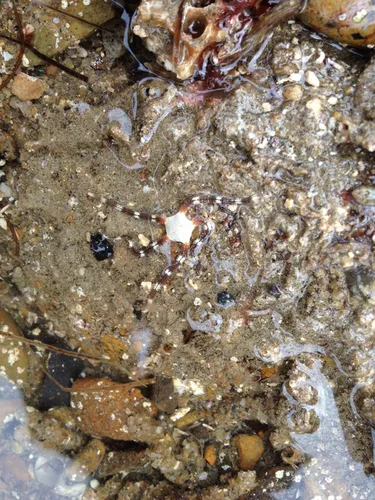 Miniatura: Ophioderma (Ophioderma spp.)