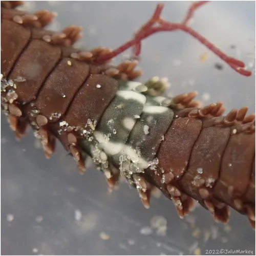 Miniatura: Ophioderma (Ophioderma spp.)