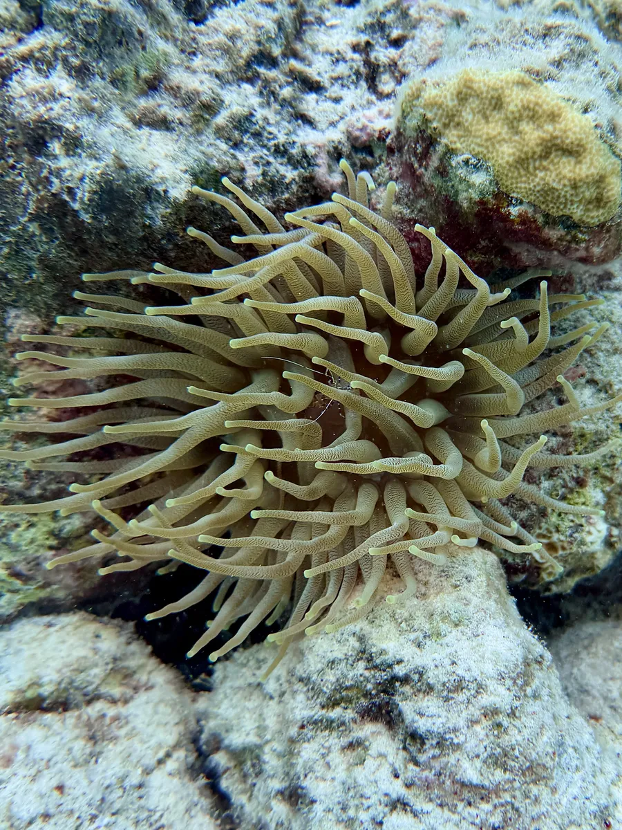 Miniatura: Periclimenes (Periclimenes spp.)