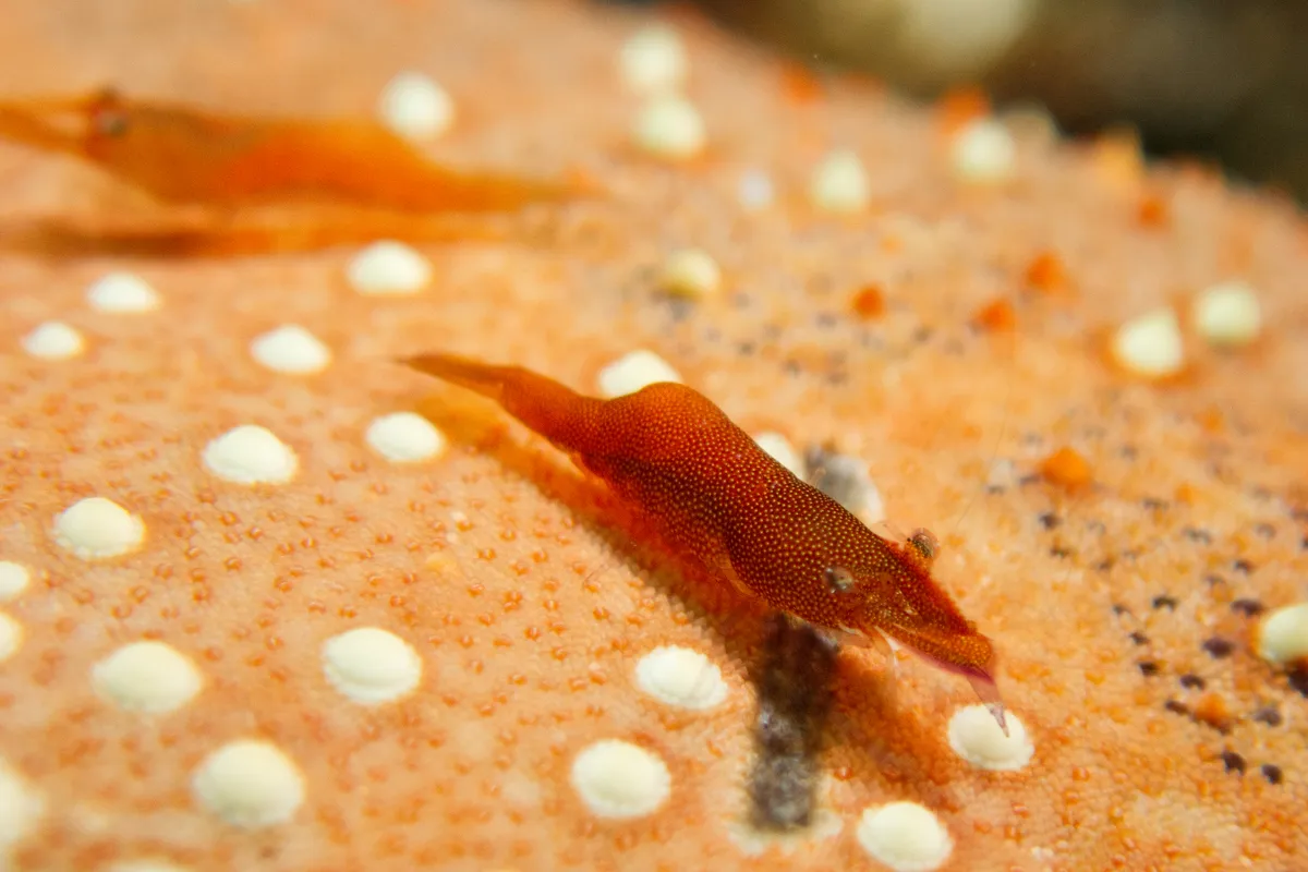 Miniatura: Periclimenes (Periclimenes spp.)