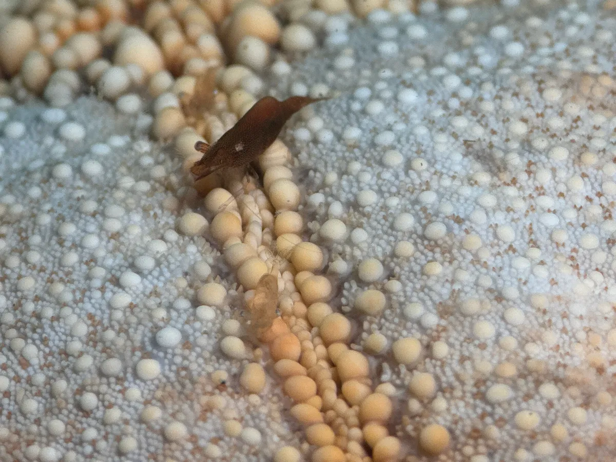 Miniatura: Periclimenes (Periclimenes spp.)