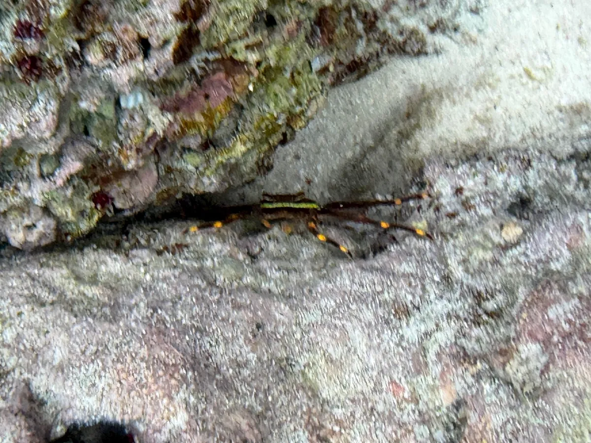 Percnidi (Granchi mangia-alghe)