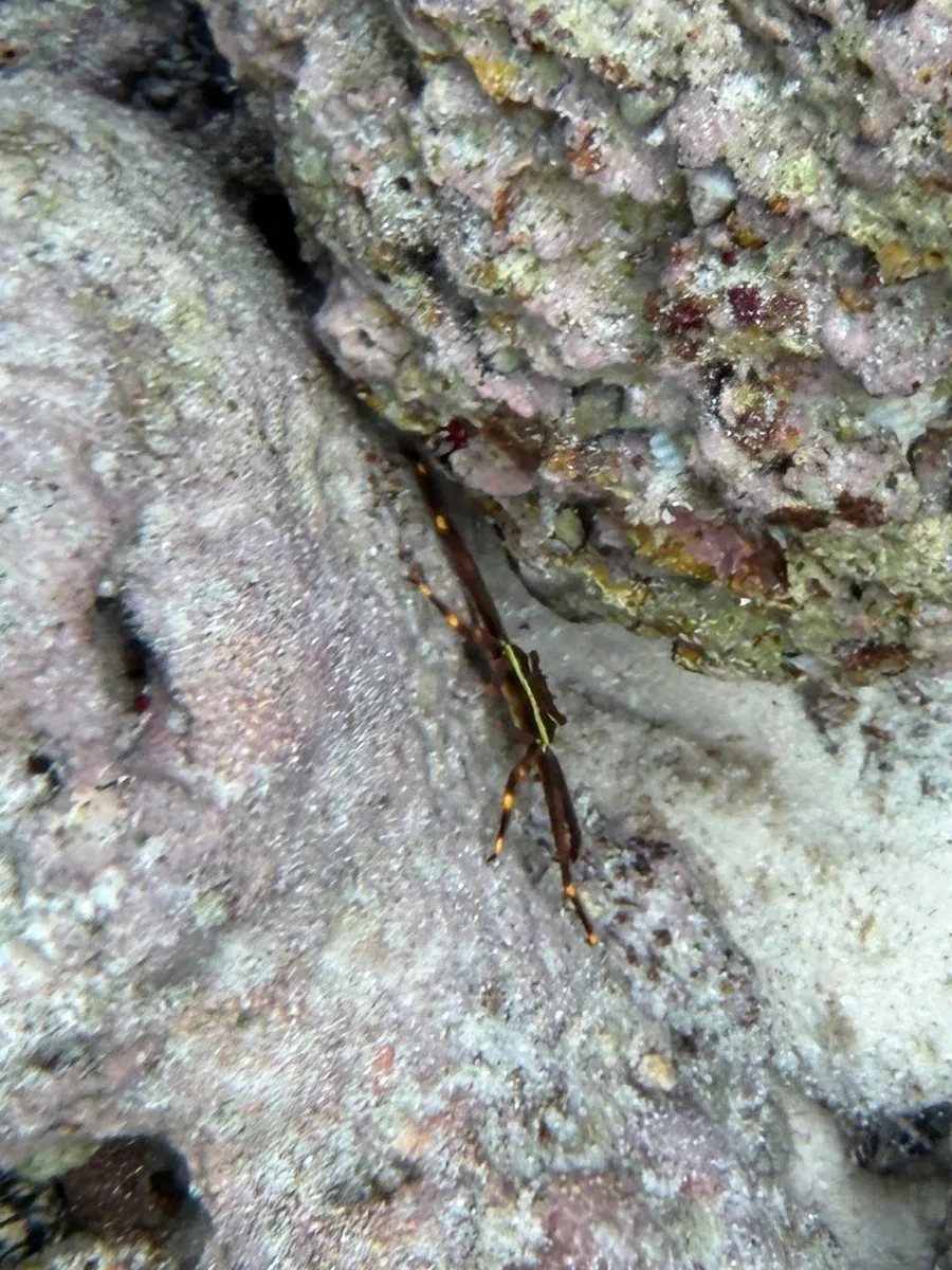 Miniatura: Percnon (Percnon gibbesi)