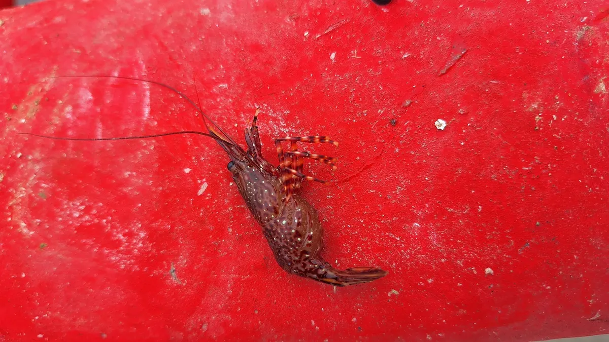 Miniatura: Rhynchocinetes (Rhynchocinetes / Cinetorhynchus spp.)