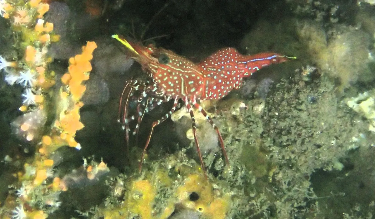 Miniatura: Rhynchocinetes (Rhynchocinetes / Cinetorhynchus spp.)