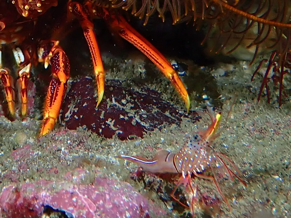 Miniatura: Rhynchocinetes (Rhynchocinetes / Cinetorhynchus spp.)