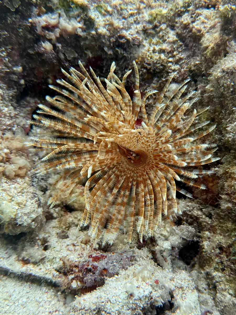 Sabellidi (Vermi piumati)