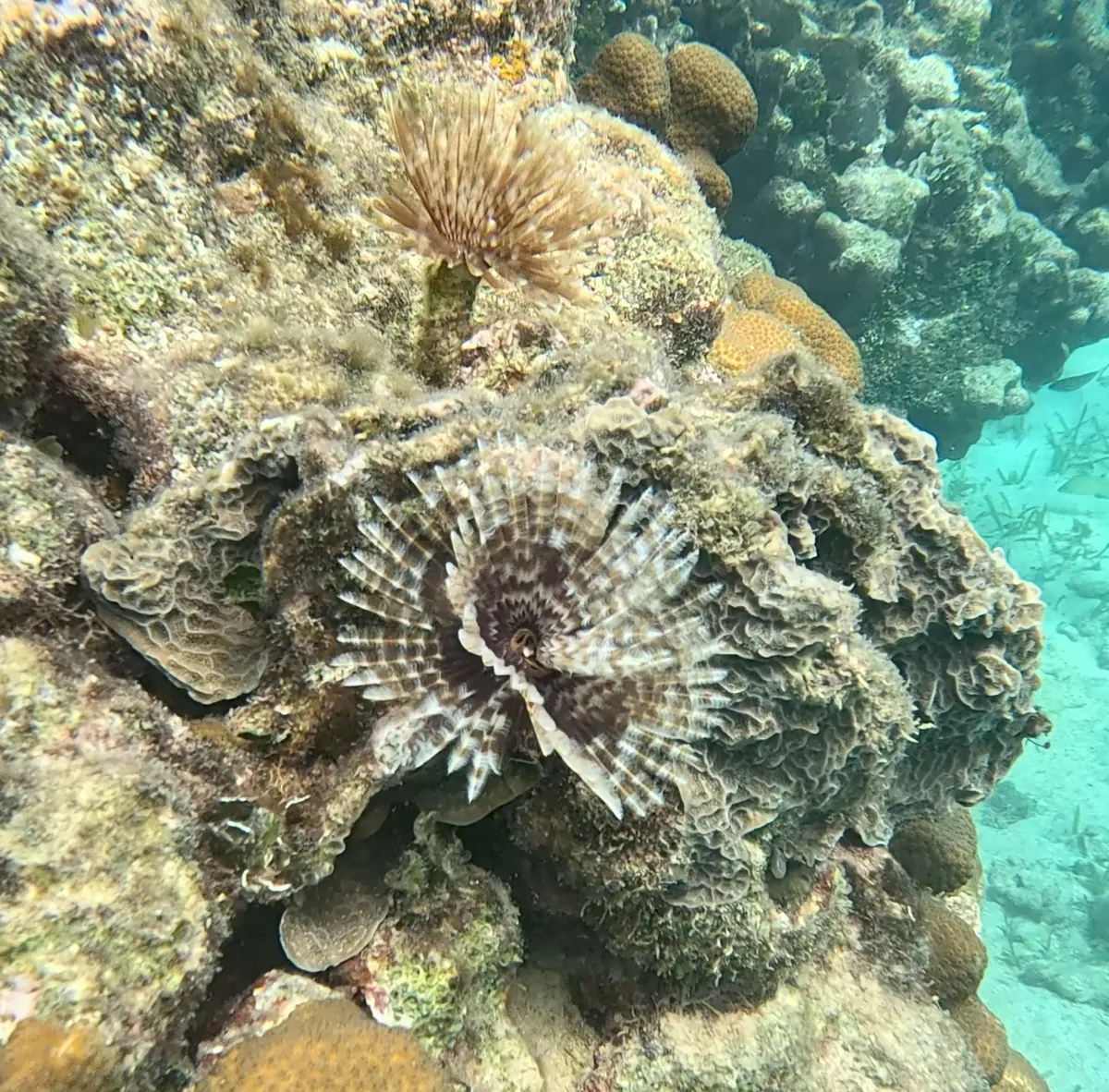 Miniatura: Sabellastarte (Sabellastarte spp.)