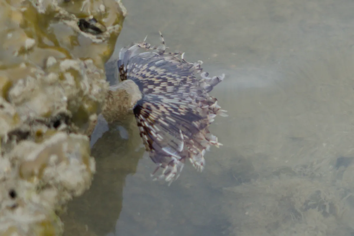Miniatura: Sabellastarte (Sabellastarte spp.)