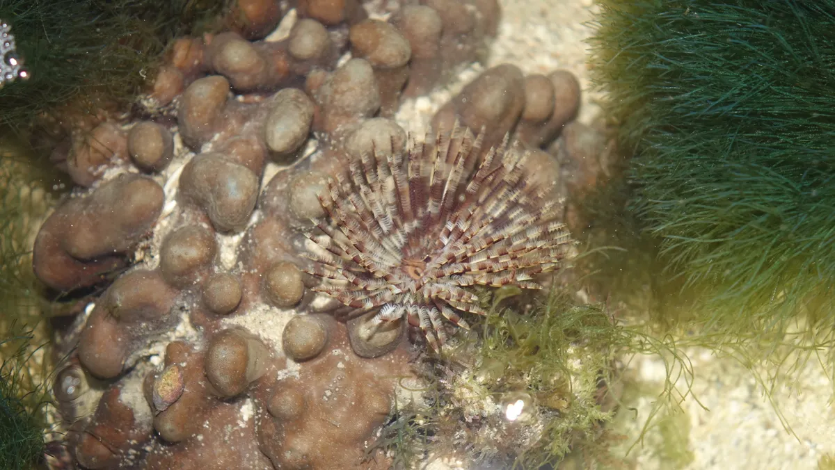 Miniatura: Sabellastarte (Sabellastarte spp.)