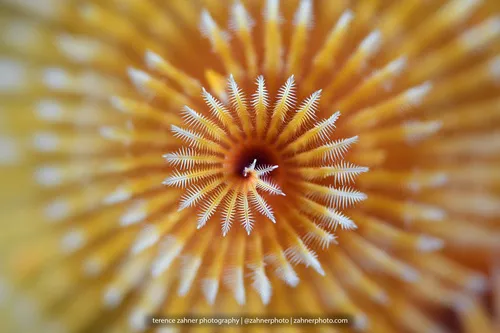 Miniatura: Spirobranchus (Spirobranchus giganteus)