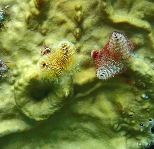 Miniatura: Spirobranchus (Spirobranchus giganteus)