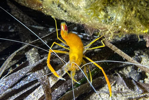 Miniatura: Stenopus (Stenopus hispidus)