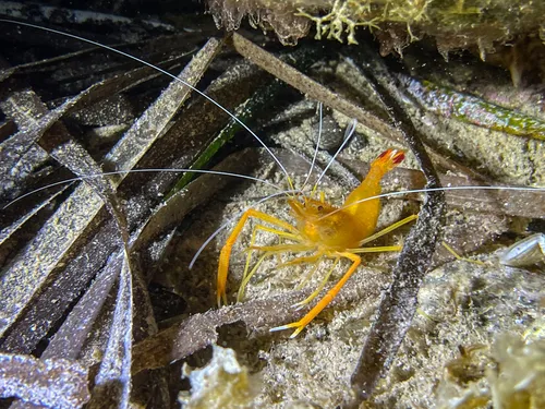 Miniatura: Stenopus (Stenopus hispidus)