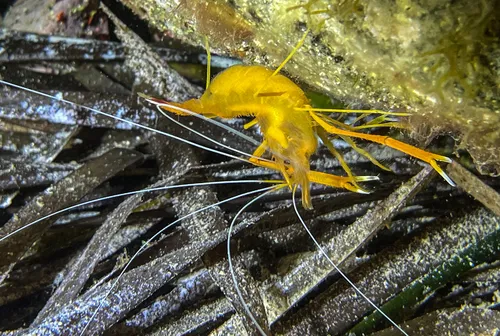 Miniatura: Stenopus (Stenopus hispidus)