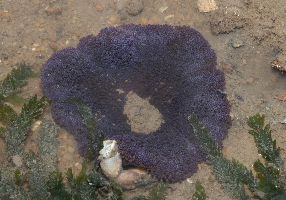 Sticodattilidi (Anemoni tappeto)
