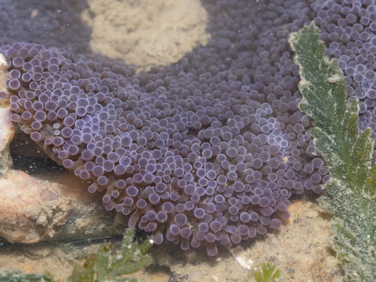 Miniatura: Stichodactyla (Stichodactyla spp.)