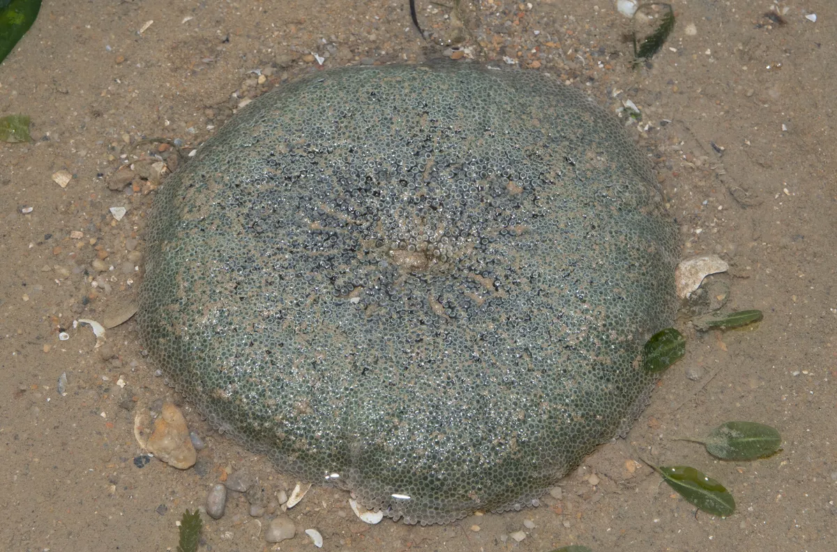 Miniatura: Stichodactyla (Stichodactyla spp.)