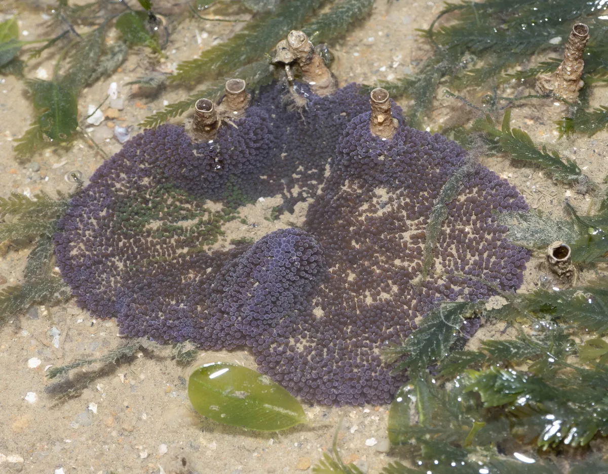 Miniatura: Stichodactyla (Stichodactyla spp.)