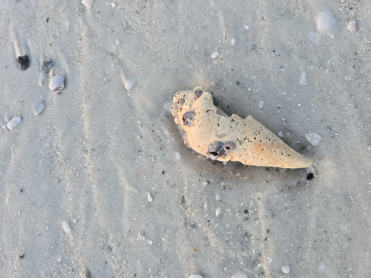 Strombidi (Lumache conch)
