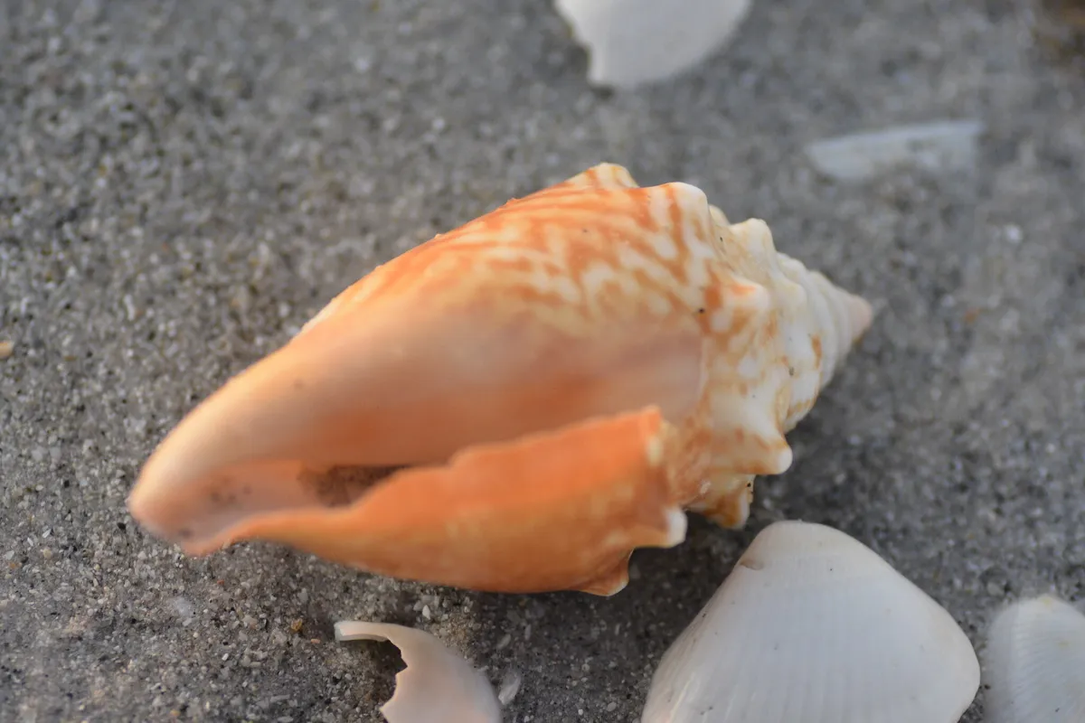 Miniatura: Strombus (Strombus / Conomurex spp. (S. maculatus))