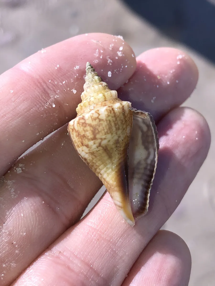 Miniatura: Strombus (Strombus / Conomurex spp. (S. maculatus))