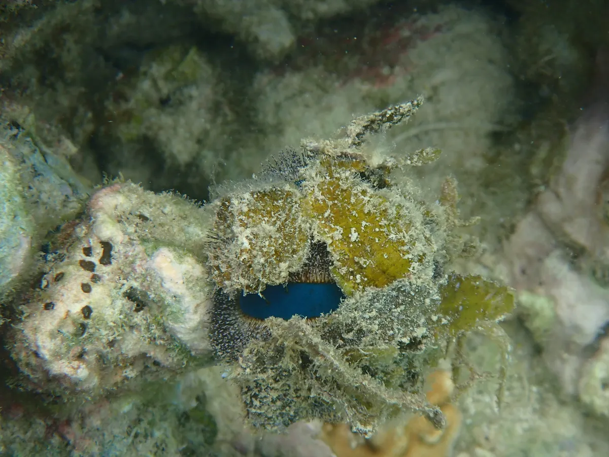 Miniatura: Mespilia (Mespilia globulus)
