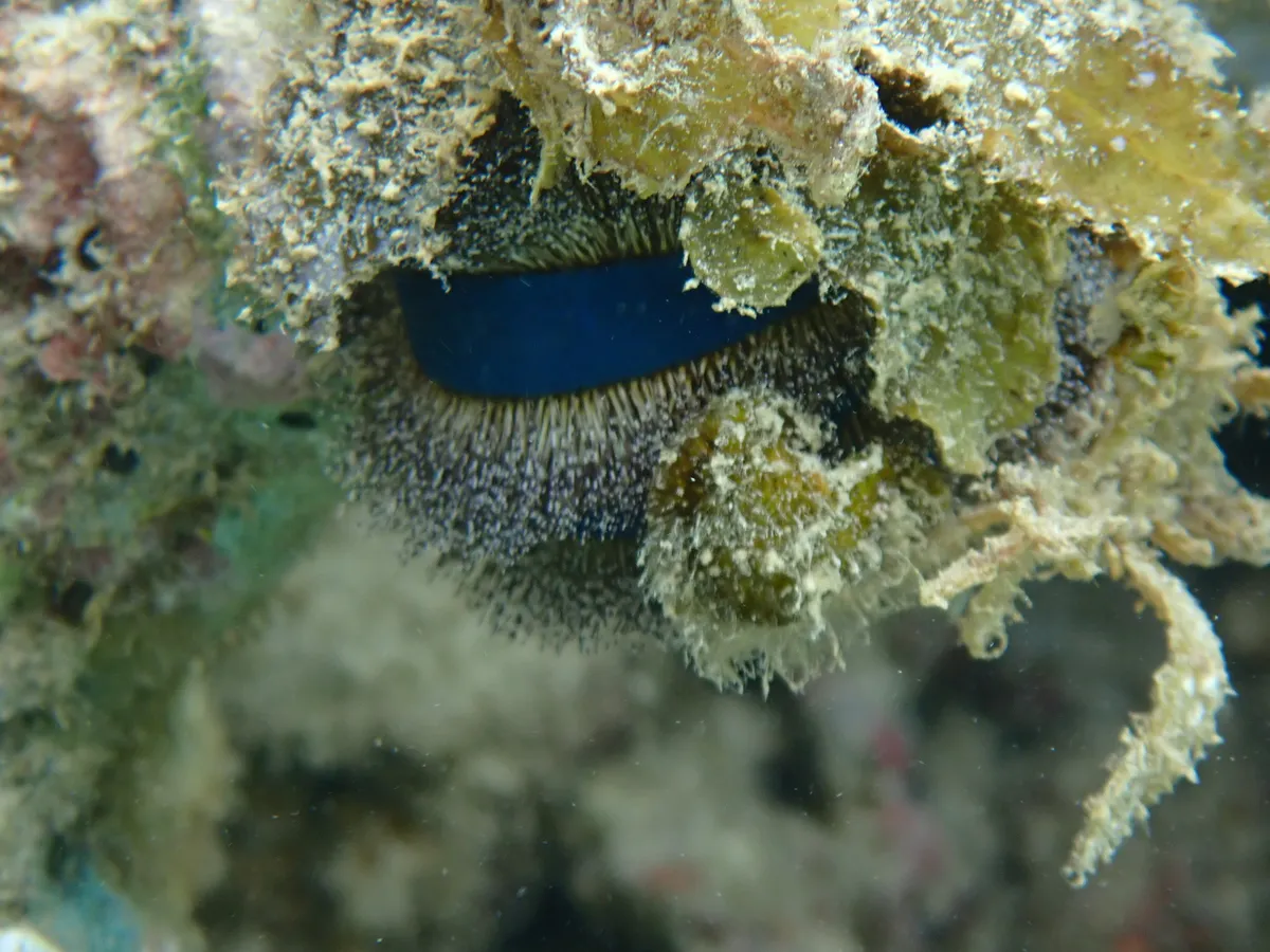 Miniatura: Mespilia (Mespilia globulus)