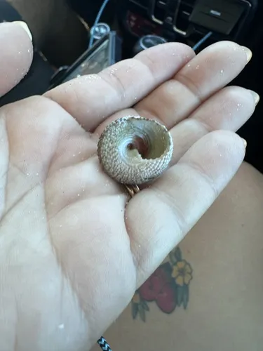 Trochidi (Lumache trochus)