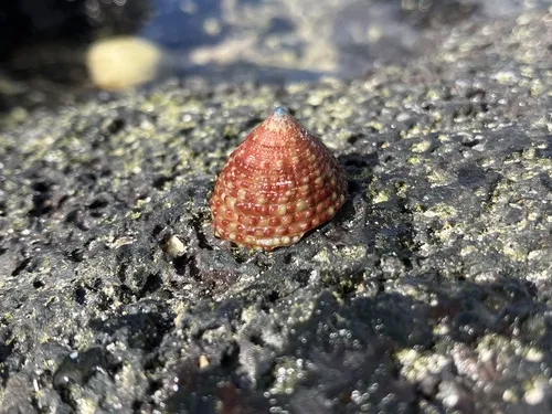 Miniatura: Trochus (Trochus spp.)