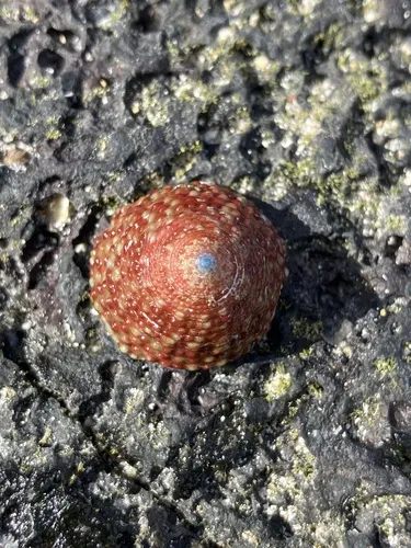 Miniatura: Trochus (Trochus spp.)
