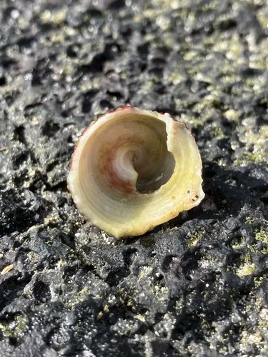 Miniatura: Trochus (Trochus spp.)